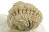 Enrolled Kainops Trilobite - Black Cat Mountain, Oklahoma #376952-1